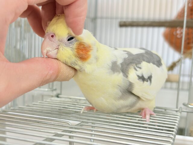 オカメインコ