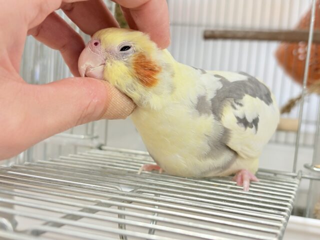 オカメインコ