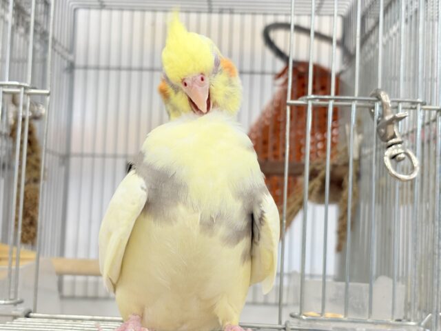 オカメインコ