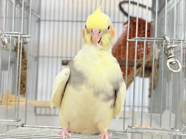 オカメインコ