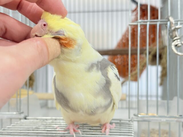 オカメインコ