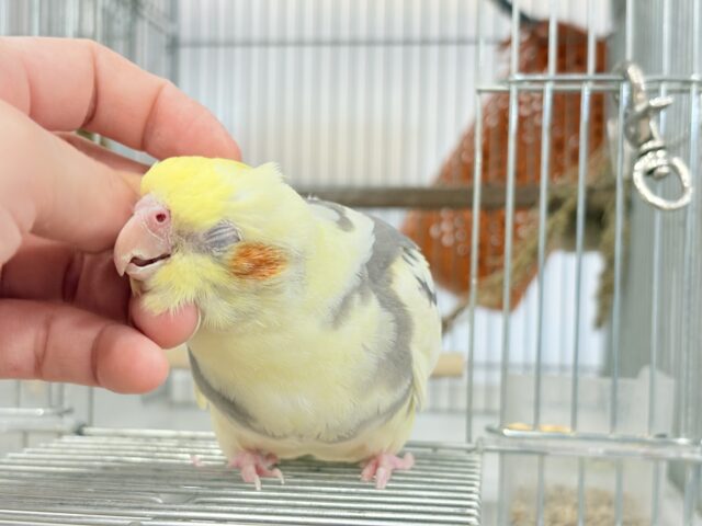 オカメインコ