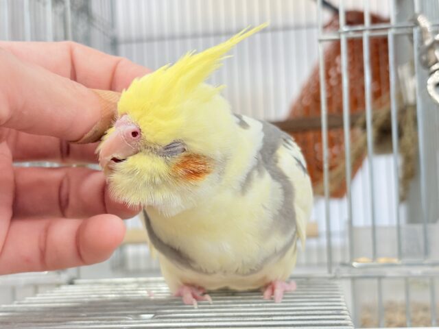 オカメインコ