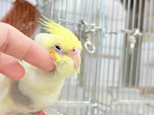 オカメインコ