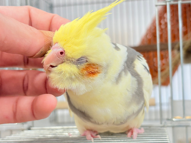 なでられて幸せ♡ハッピーフェイス♡オカメインコ(パイド)