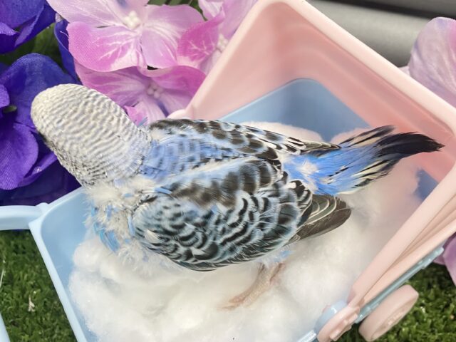 セキセイインコ