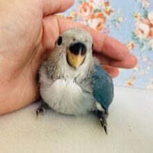 かわいいぱっつんコザっち💙🩵手乗りコザクラインコ(ブルーチェリー)🫧