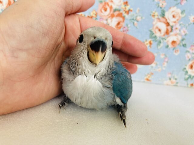 かわいいぱっつんコザっち💙🩵手乗りコザクラインコ(ブルーチェリー)🫧