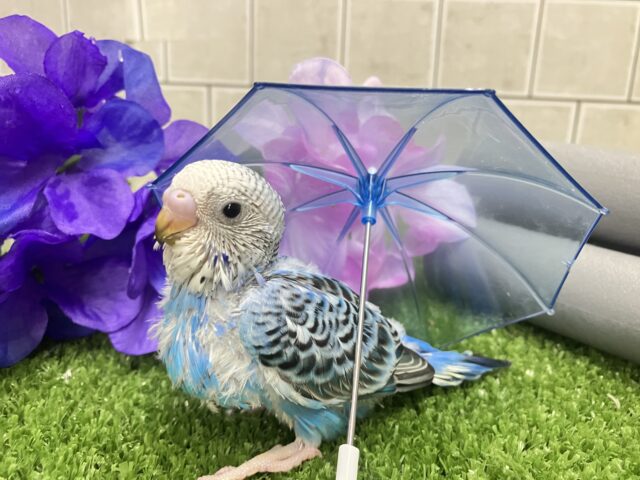 降りそそぐ🌧️*。なみなみDrop’s💧‬🍬セキセイインコ(ブルーオパーリン/2025年5月生まれ)