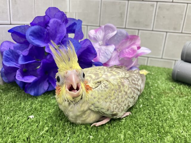 オカメインコ