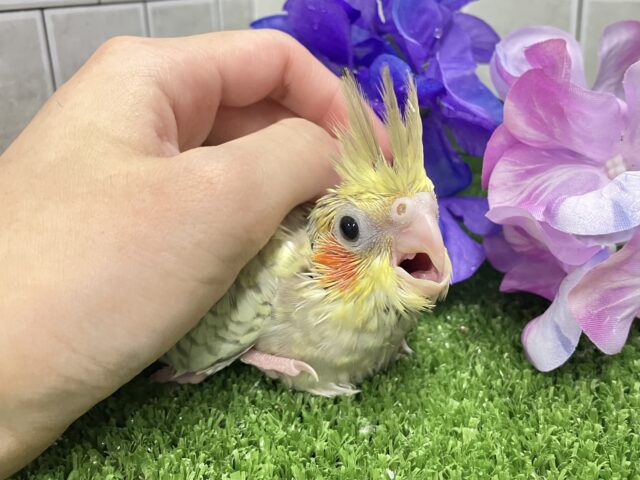 オカメインコ