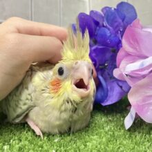 あまあま💞✧*｡ご起立みるくてぃ🫖💭オカメインコ(シナモンパール/2025年5月生まれ)