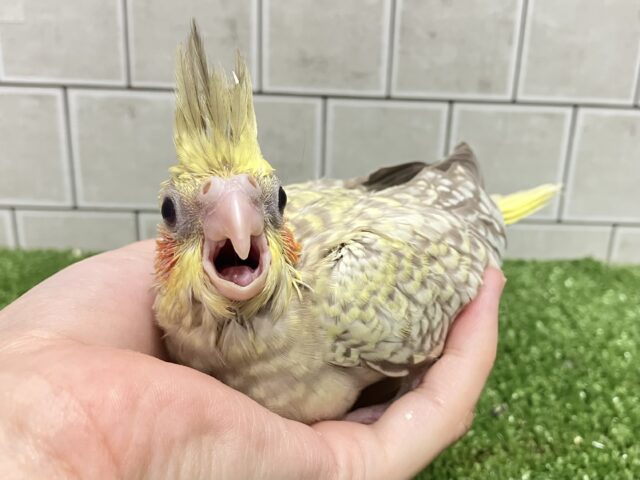 オカメインコ