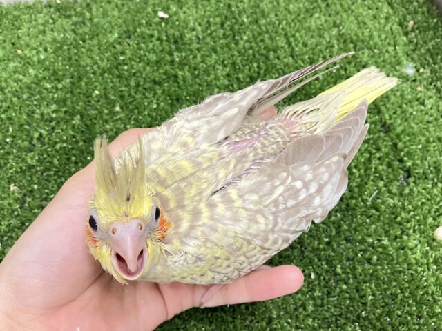 オカメインコ