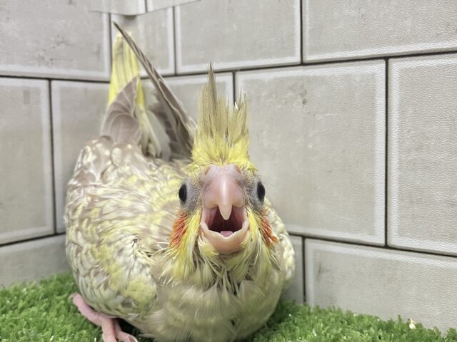オカメインコ