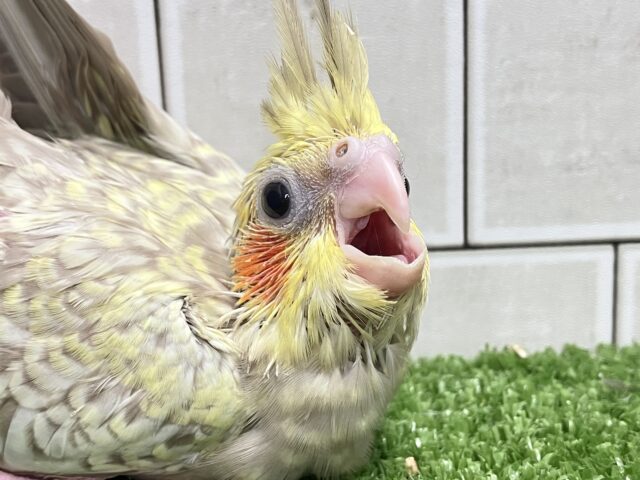 オカメインコ