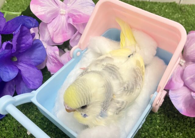 セキセイインコ