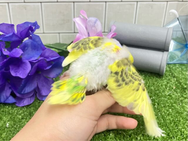セキセイインコ