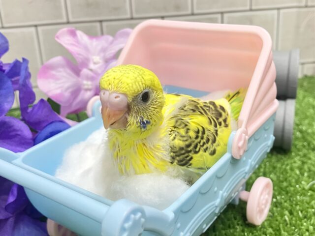 セキセイインコ