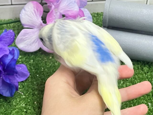 セキセイインコ