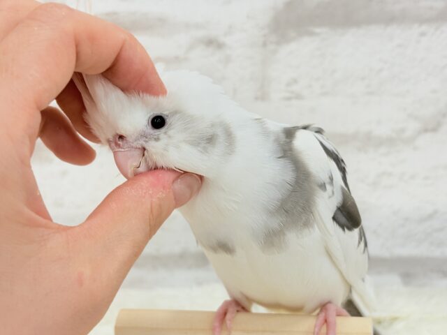 オカメインコ