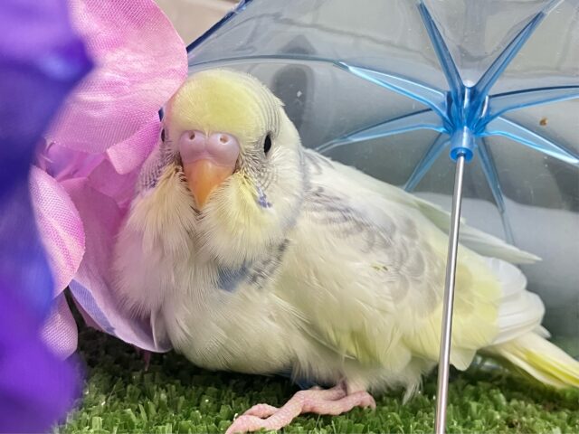 しましまﾏｼﾏｼ🦓⟡.*Vanilla愛す🍨🫶🏻セキセイインコ(パステルレインボーパイド/2025年5月生まれ)