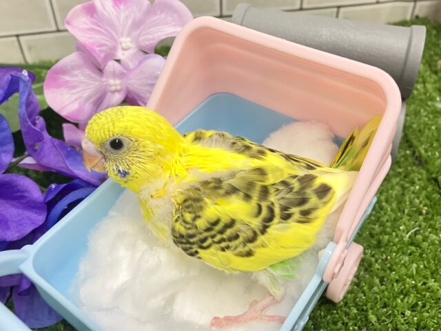 セキセイインコ
