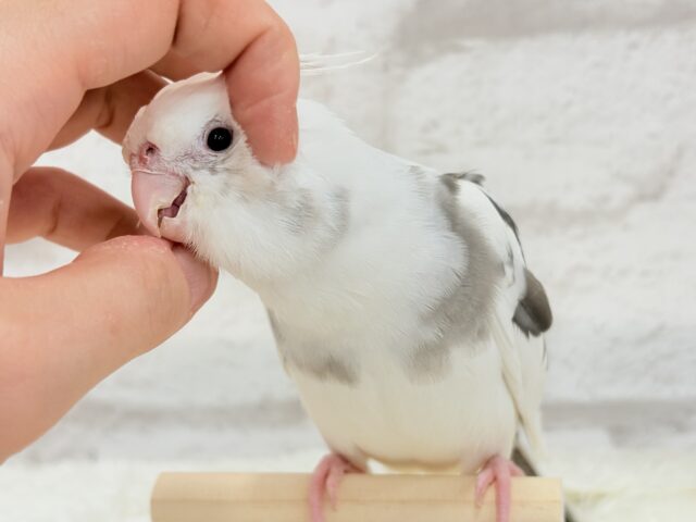 オカメインコ