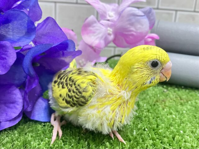 セキセイインコ