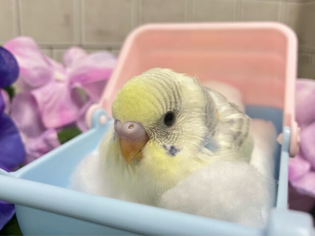 セキセイインコ
