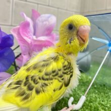 凛と、、❓隠れ咲き黒薔薇𓂃🥀𓈒𓏸💛セキセイインコ(イエローハルクイン/2025年5月上旬生まれ)