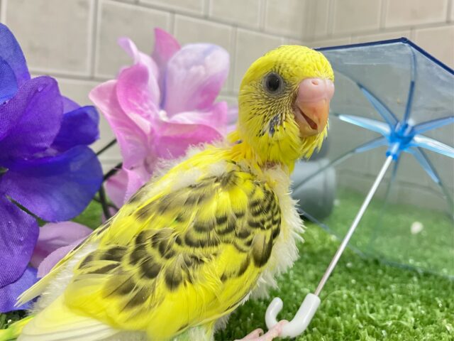 凛と、、❓隠れ咲き黒薔薇𓂃🥀𓈒𓏸💛セキセイインコ(イエローハルクイン/2025年5月上旬生まれ)