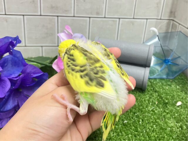 セキセイインコ