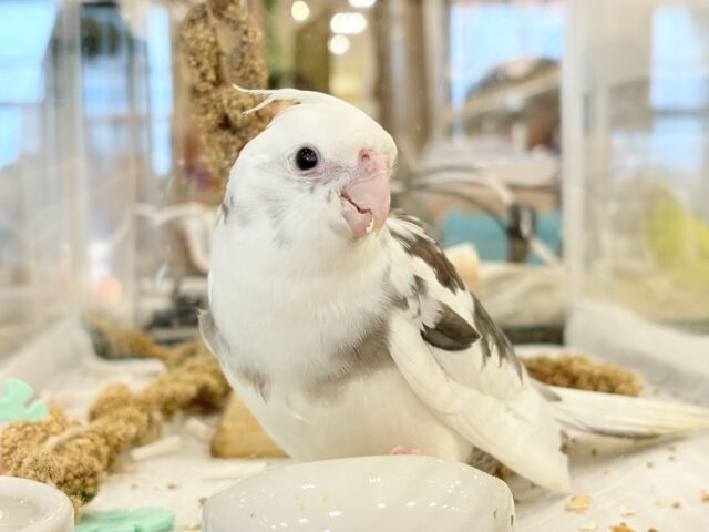 オカメインコ