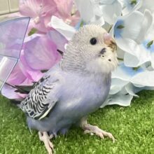 ✨最新画像✨ふりるフリフリ👗✧*｡𝐆𝐫𝐞𝐚𝐭グレープ❕👍🏻.*˚セキセイインコ(バイオレットオパーリン/2025年5月上旬生まれ)