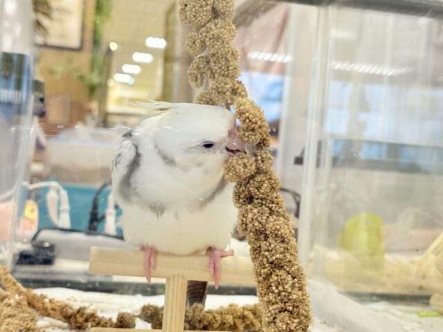 オカメインコ
