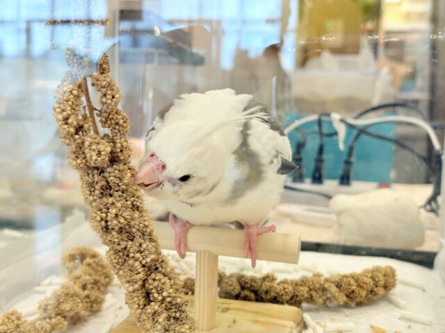 オカメインコ