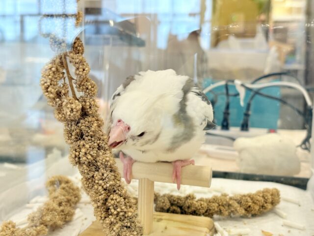 オカメインコ