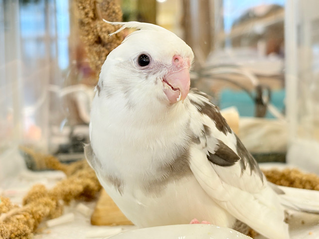 メロメロ必死っっっ💖オカメインコ(WFパイド) ヒナ