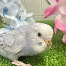 ✨最新画像✨くもり？いやいや❕テンション快晴ッ❕☀️⋆꙳セキセイインコ(グレースパングル/2025年5月上旬生まれ)