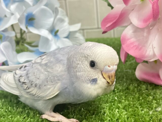 ✨最新画像✨くもり？いやいや❕テンション快晴ッ❕☀️⋆꙳セキセイインコ(グレースパングル/2025年5月上旬生まれ)