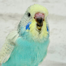 ででん！もふもふの天使🧚ジャンボセキセイインコ ヒナ