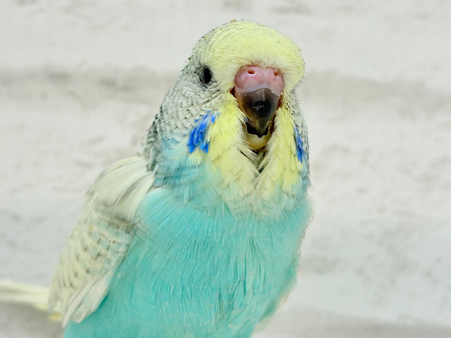 ででん！もふもふの天使🧚ジャンボセキセイインコ ヒナ
