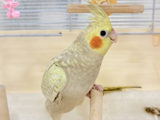 オカメインコ
