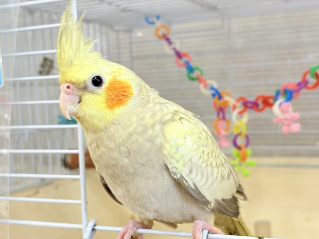 オカメインコ