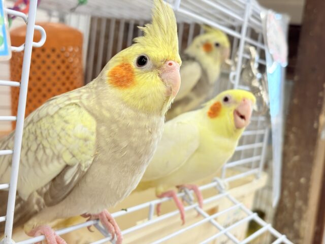 オカメインコ