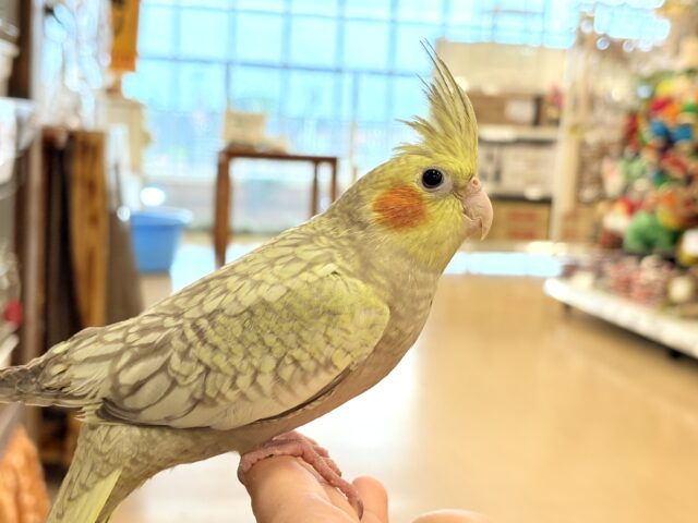 オカメインコ