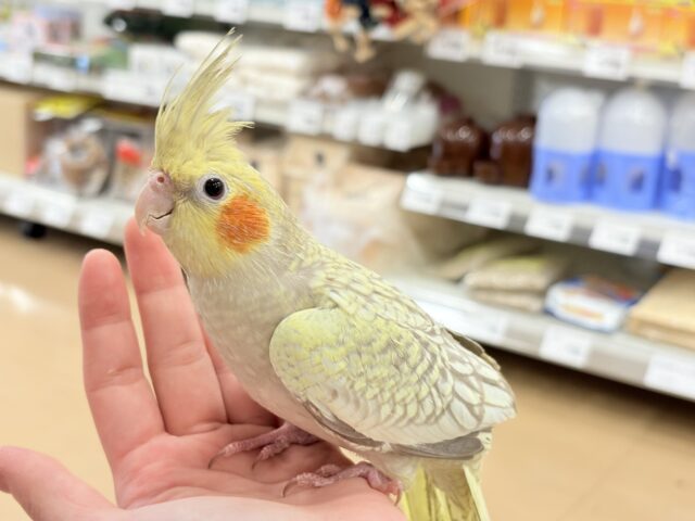 オカメインコ