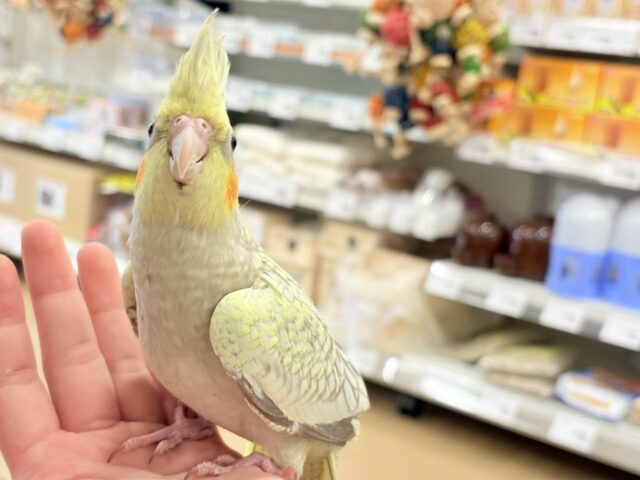 オカメインコ