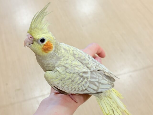 オカメインコ